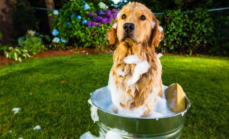 Say Goodbye to Dog Smell: Your Ultimate Guide to Freshening Up Your Home